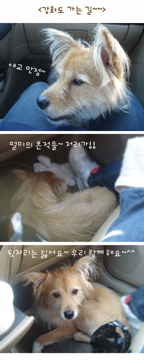 누렁이 강화도 여행기^^*