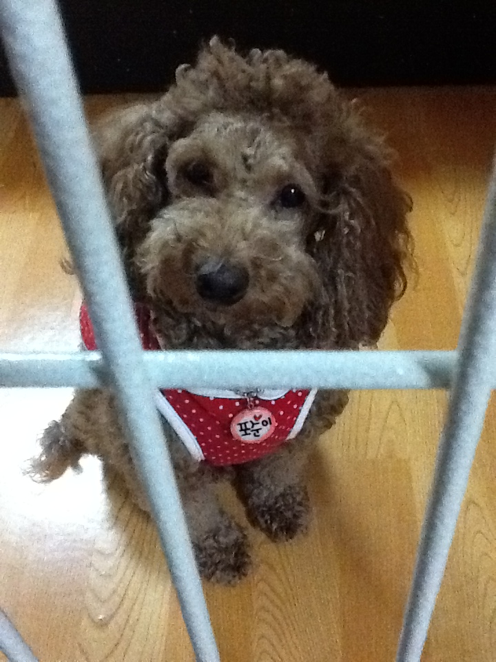 WANTED 포순