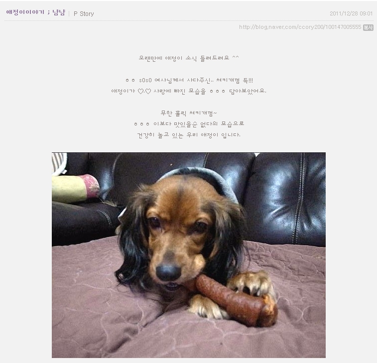 [D11-139관외]애정이의 미모는 나날이 업그레이드중!(임보중)