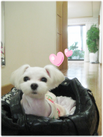 봄이~ 새해 인사드려요! (예전이름-연두)
