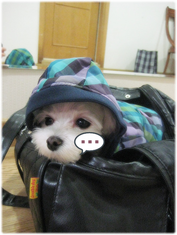 봄이~ 새해 인사드려요! (예전이름-연두)