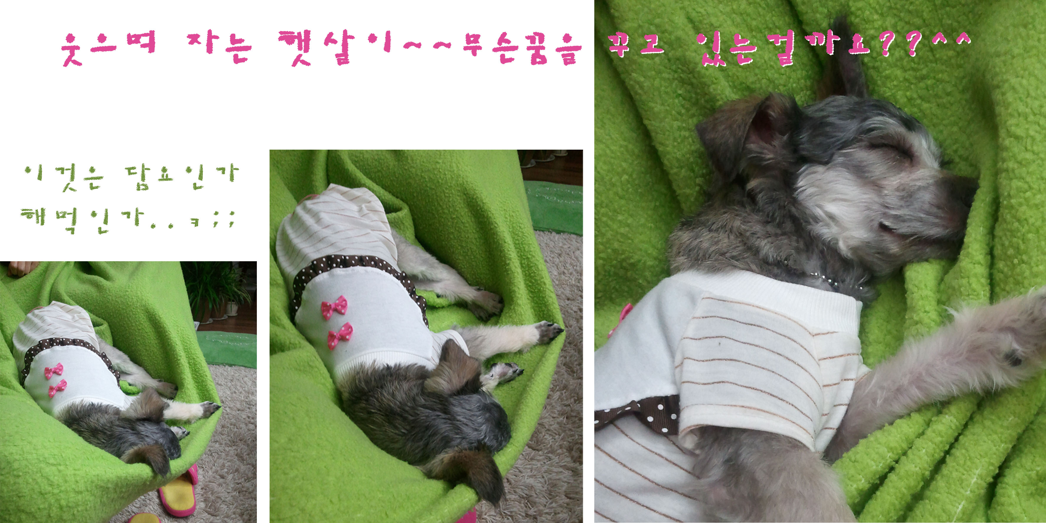 배변훈련까지 완벽히 마친 똘똘이 햇살양~~^0^