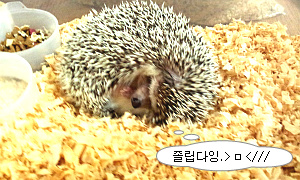 고슴도치 치도 엄마여요 ㅋ