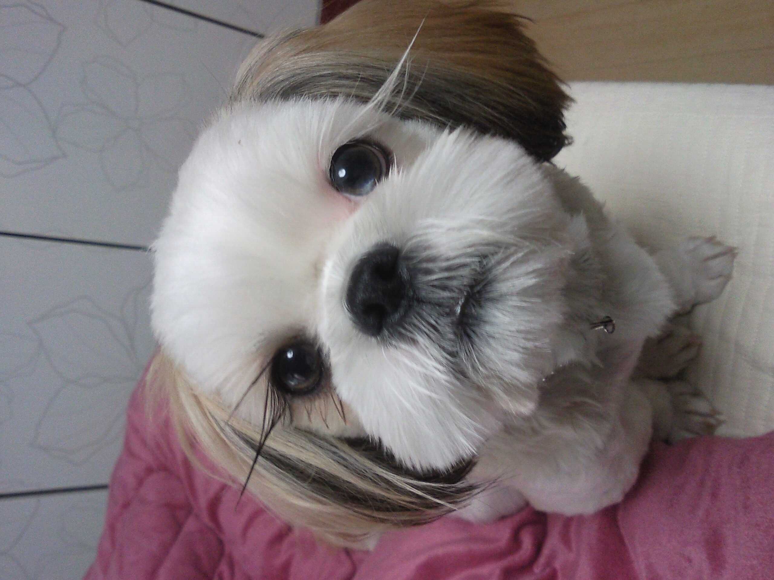 아톰(멍이) 오랜만에 인사드려요