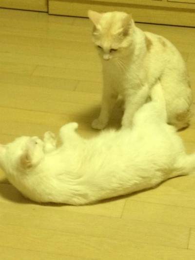 순수, 순백이 입양후기