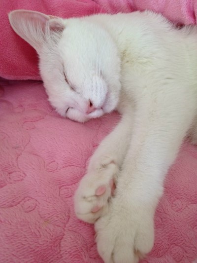 순수, 순백이 입양후기