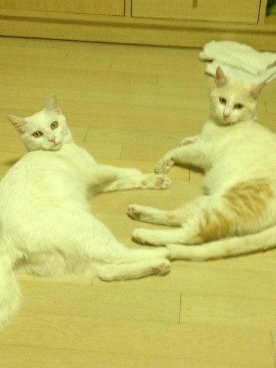 순수, 순백이 입양후기
