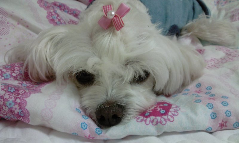 구슬이 오랜만에 인사드려요..