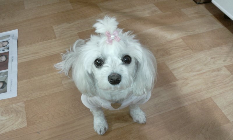 구슬이 오랜만에 인사드려요..