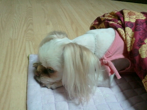 [임보일기] 설이의 이불 사랑