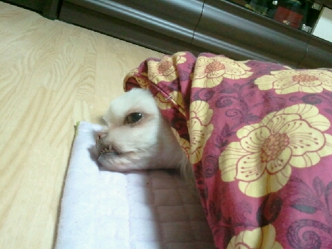 [임보일기] 설이의 이불 사랑