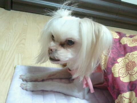 [임보일기] 설이의 이불 사랑