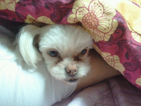 [임보일기] 설이의 이불 사랑