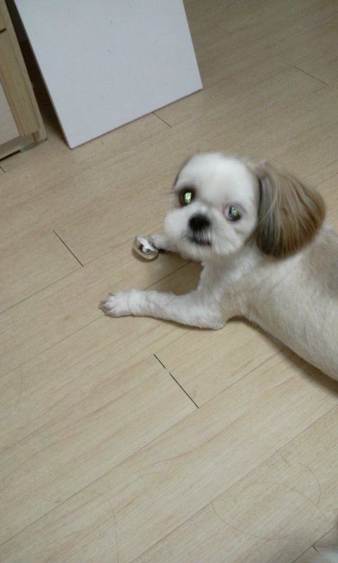 아톰의 하루하루