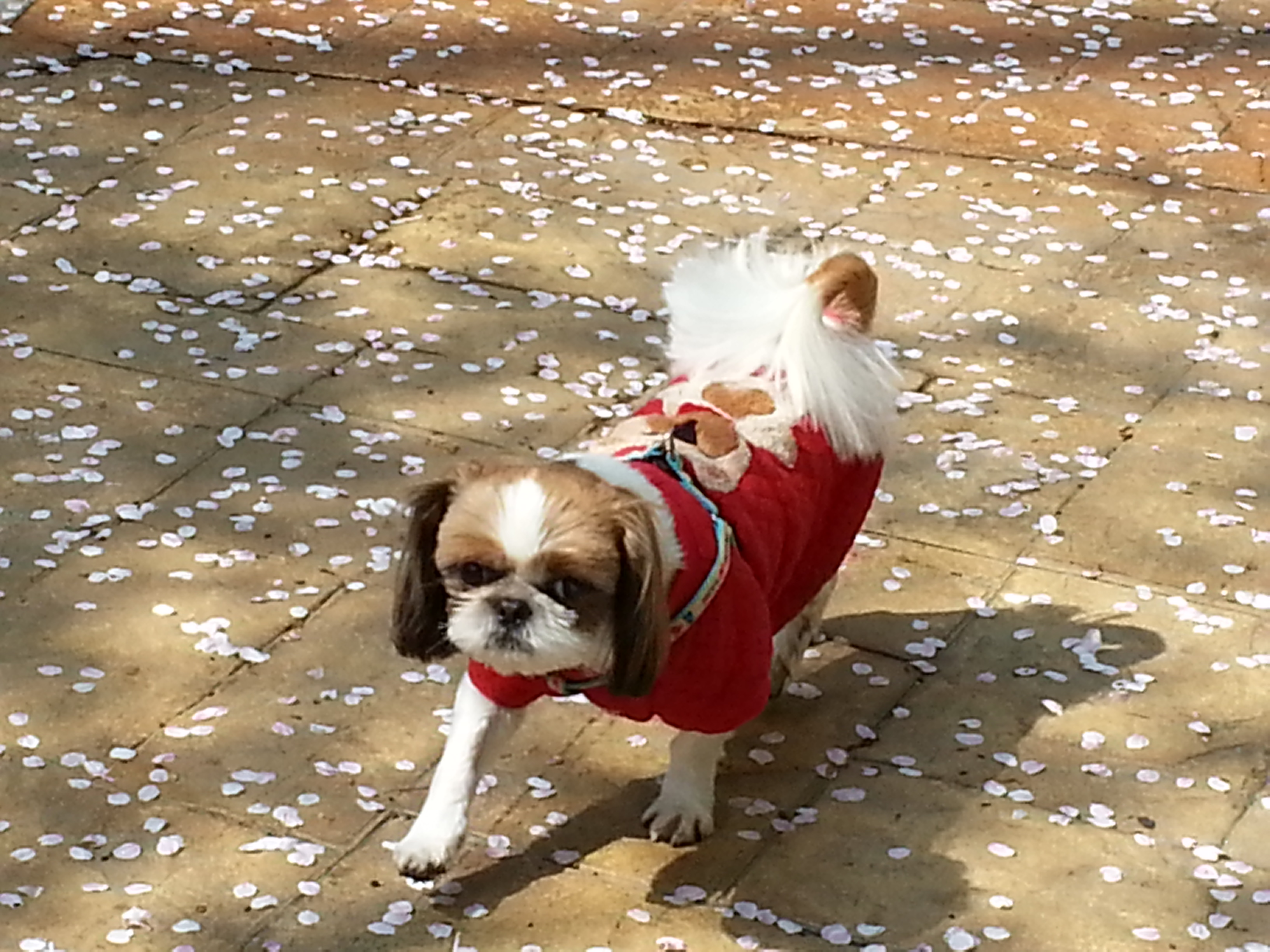 벗꽃아래서