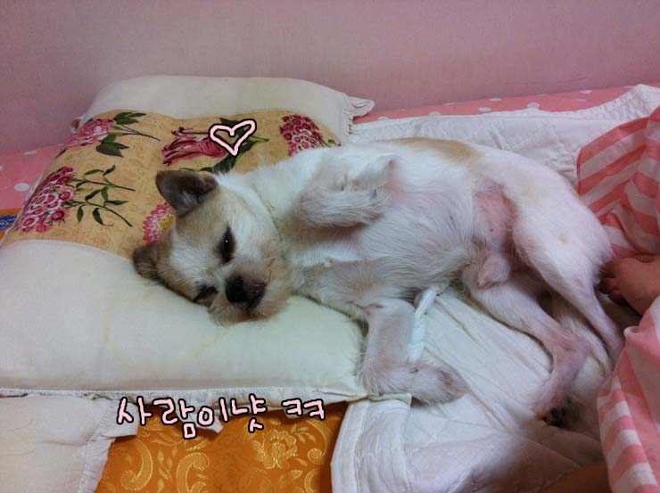 가양동에서 1년째. 하랑이 소식~