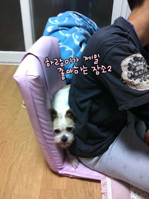 가양동에서 1년째. 하랑이 소식~