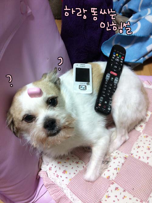 가양동에서 1년째. 하랑이 소식~