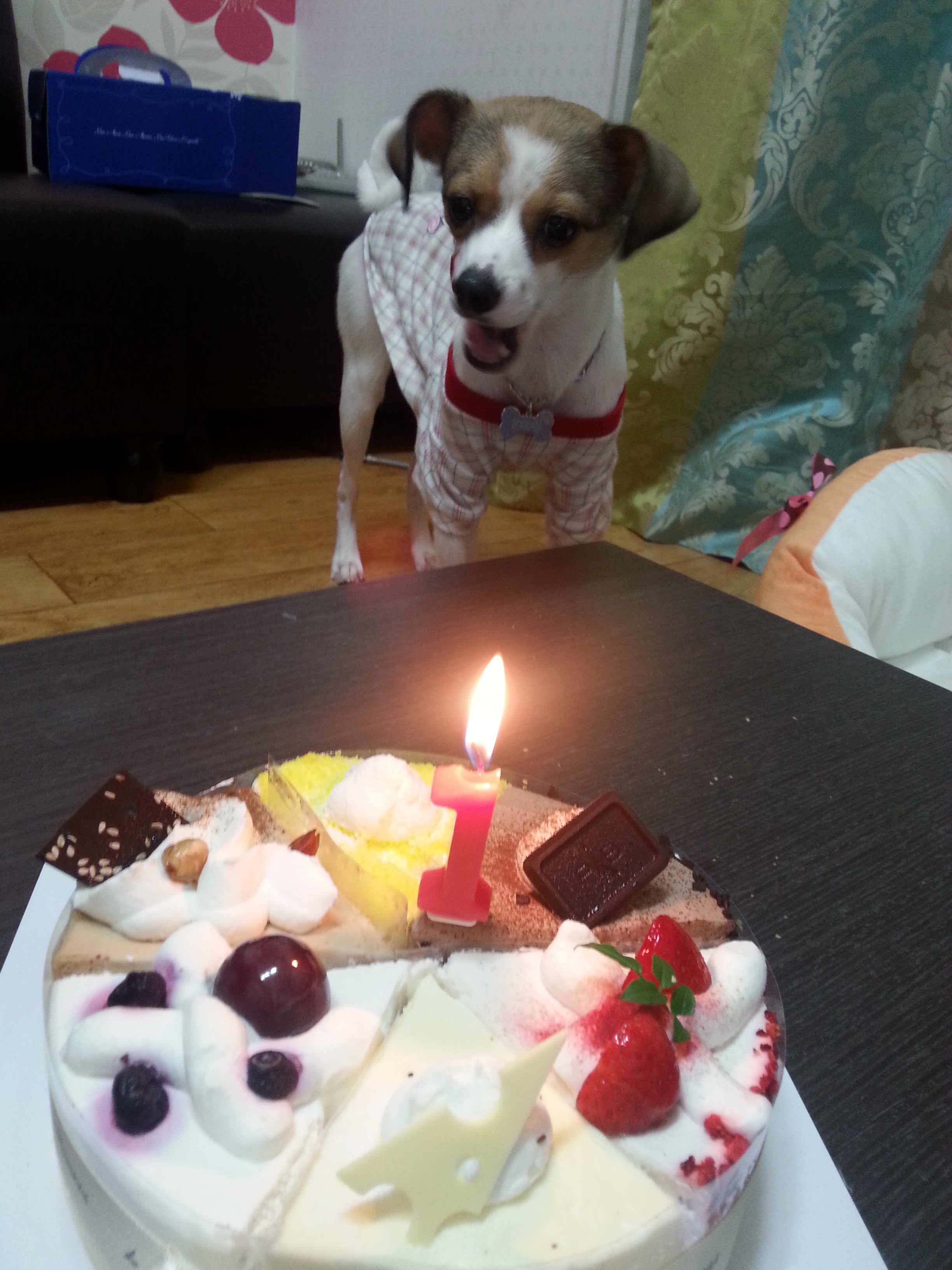 고다복 생일^^