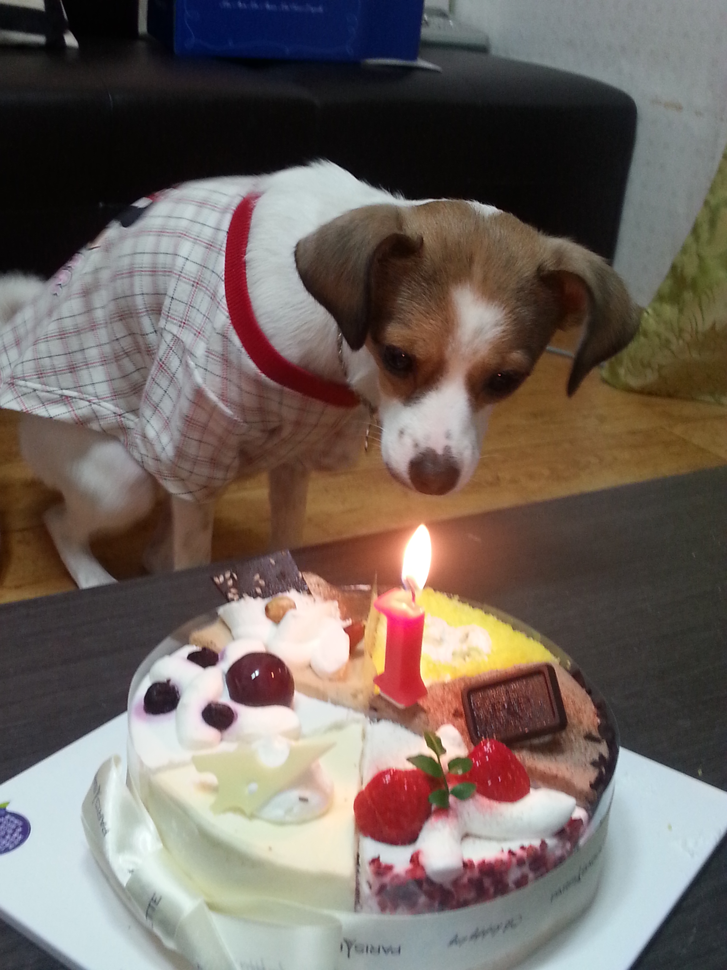 고다복 생일^^