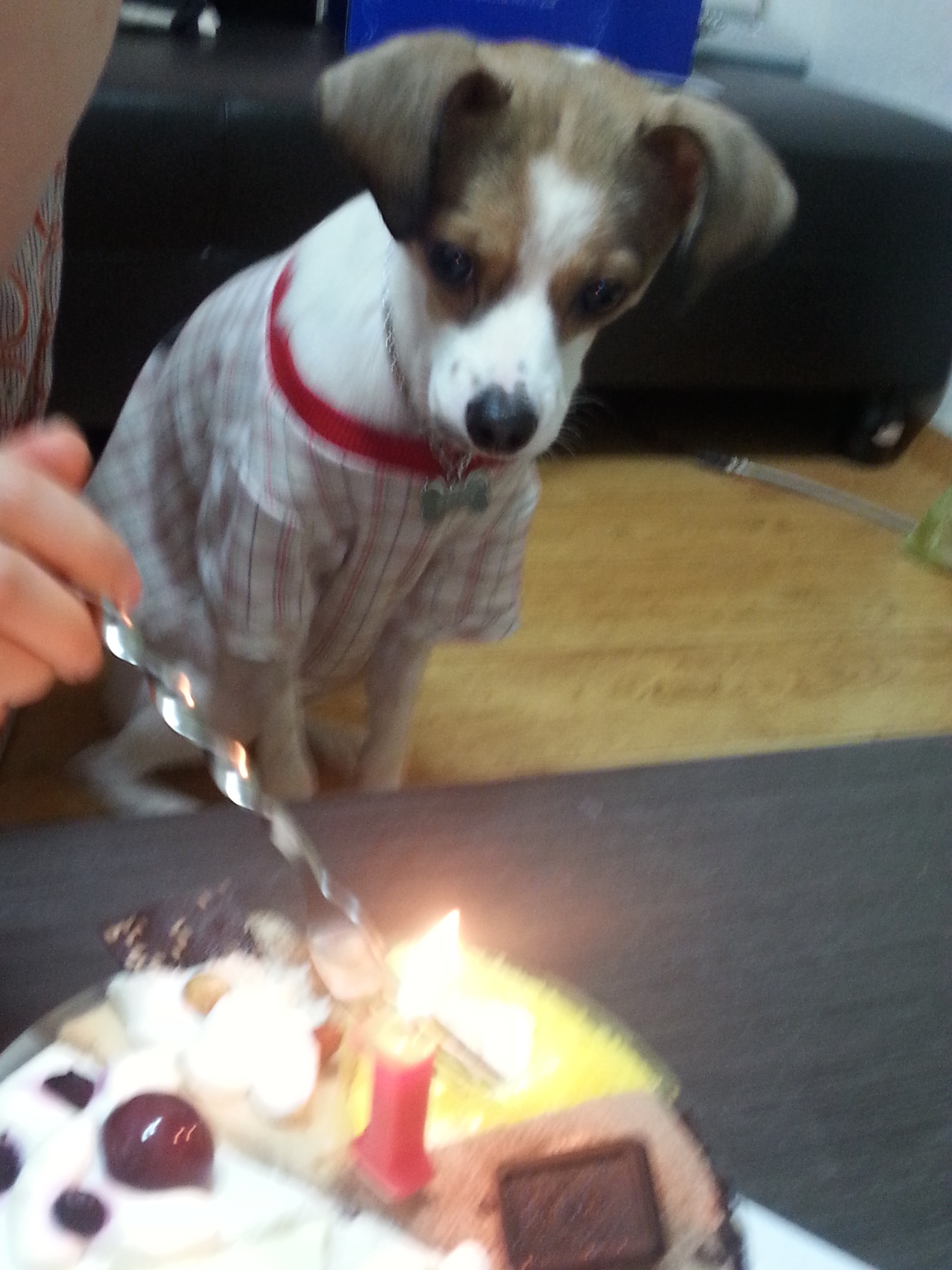 고다복 생일^^