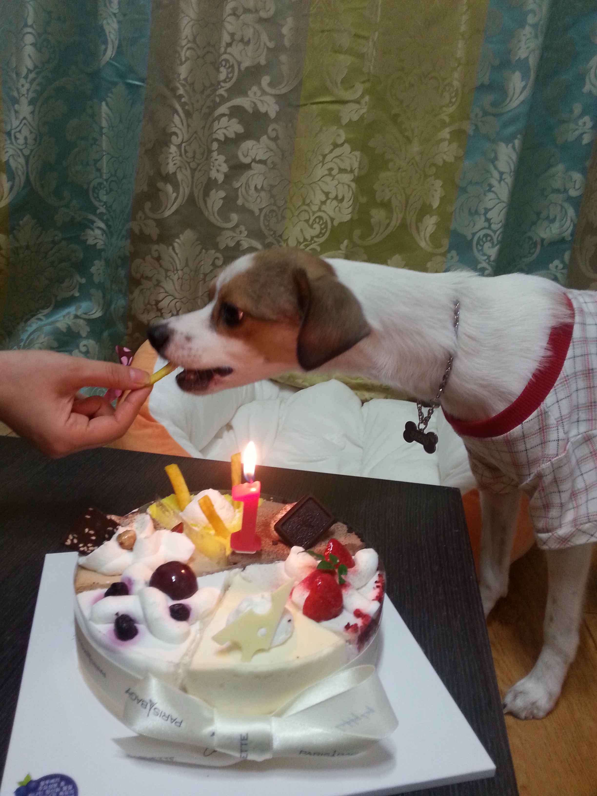 고다복 생일^^