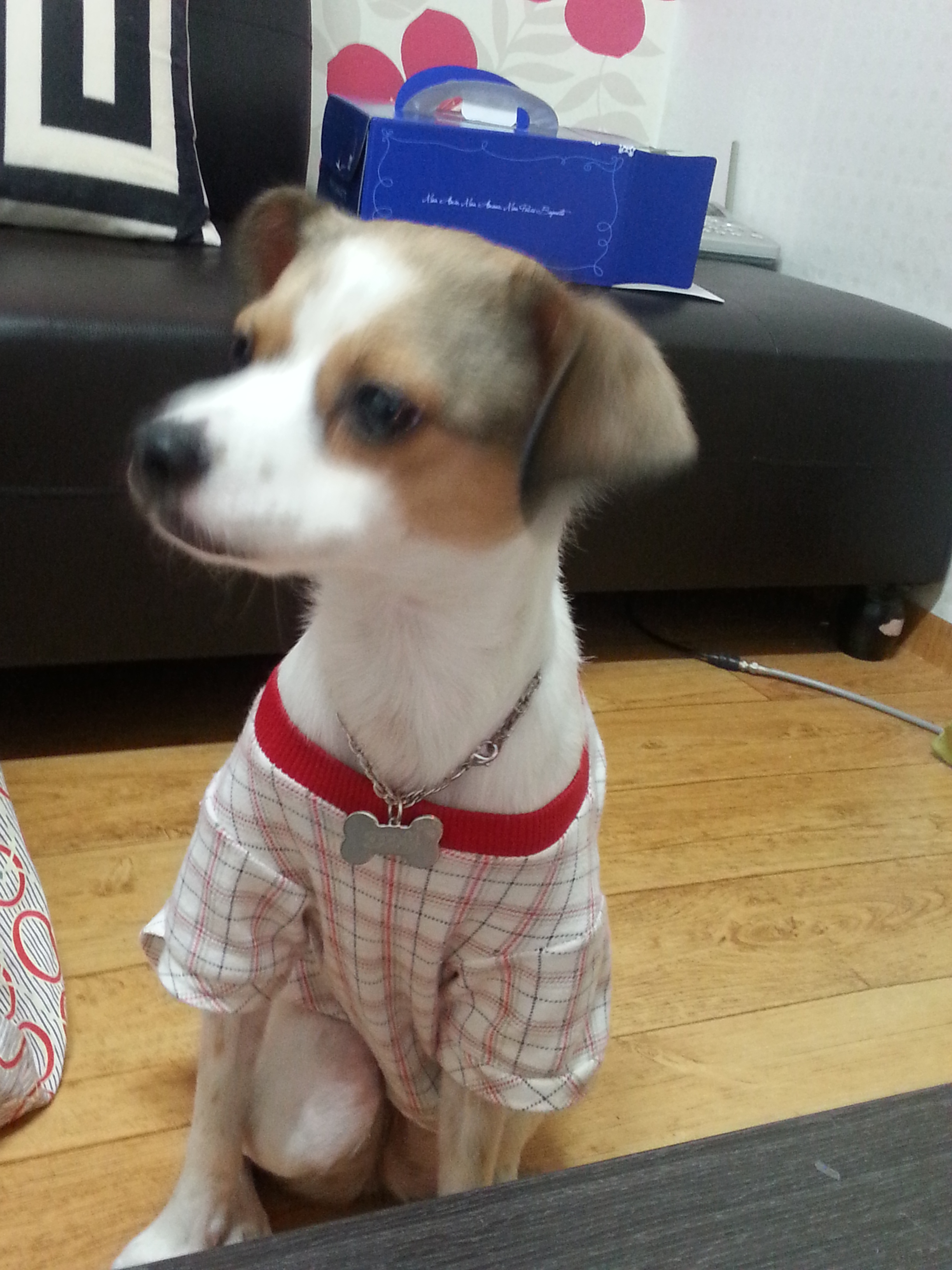 고다복 생일^^