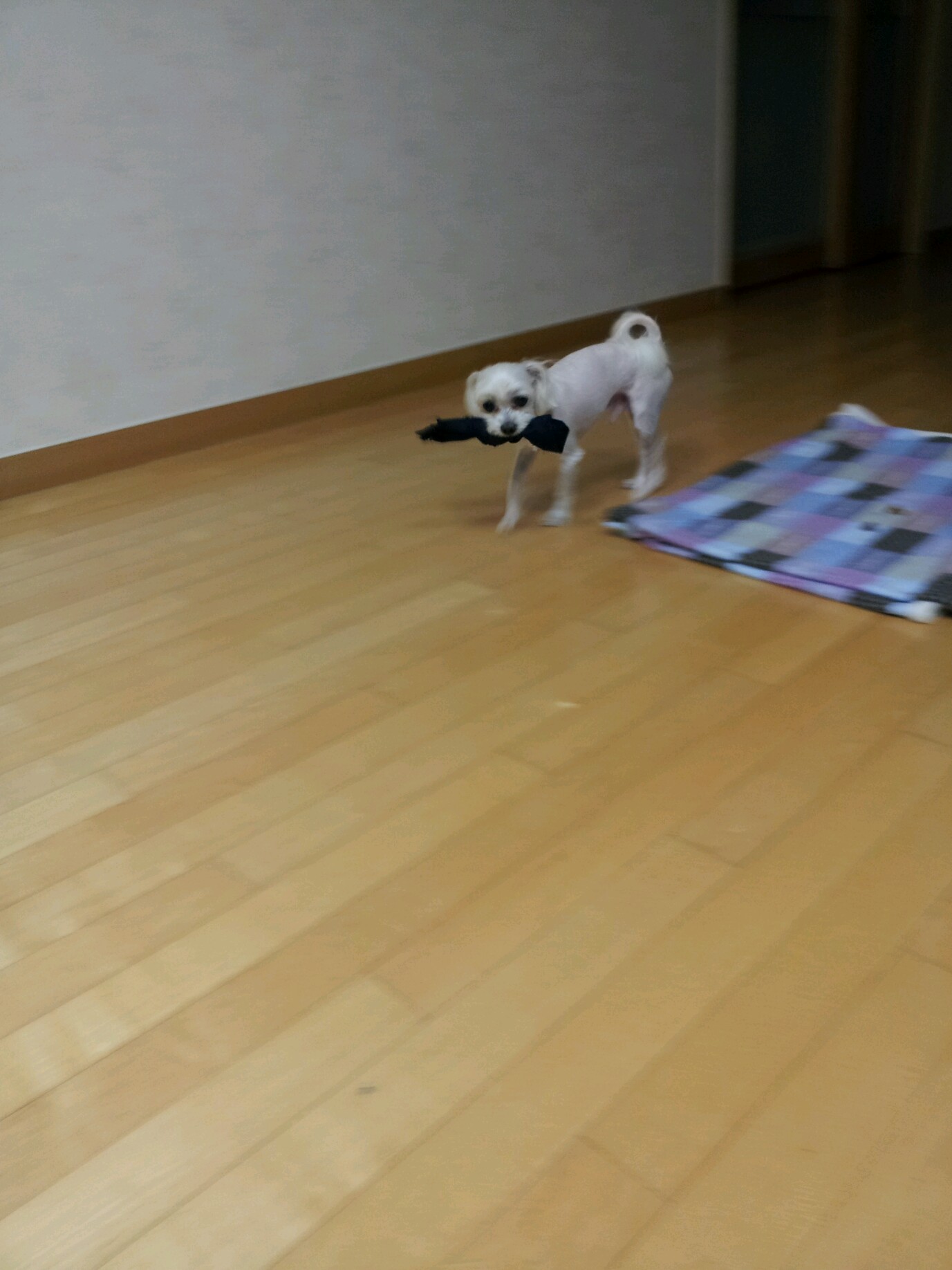 얄미운 라봉이