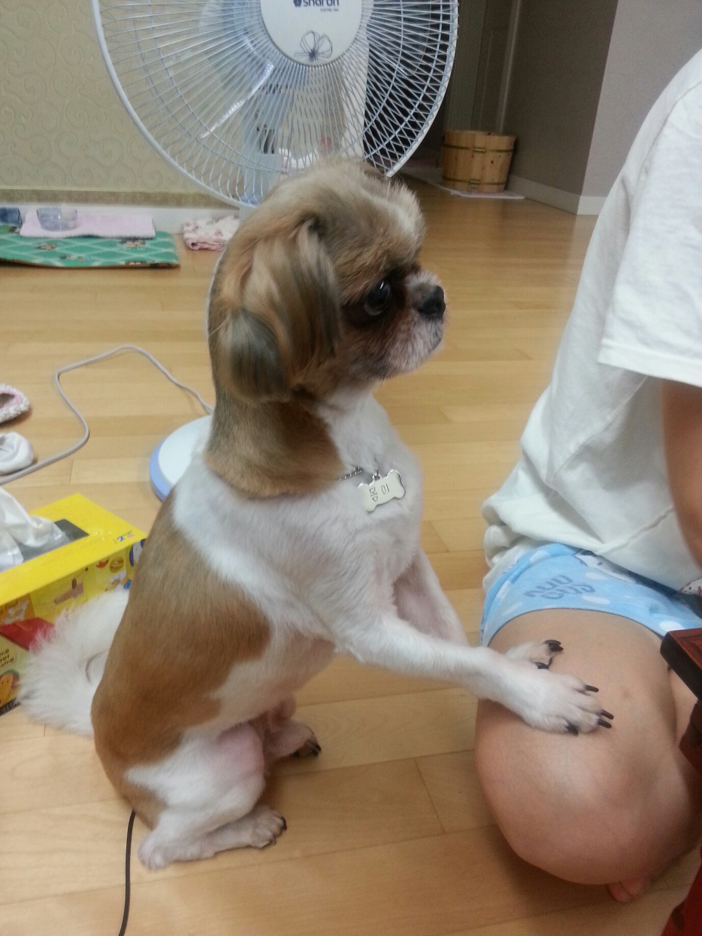 몽이후기(2)