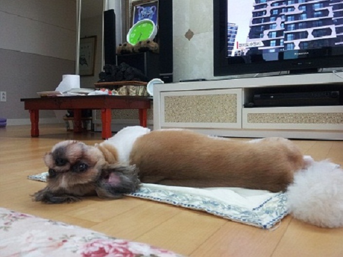 몽이후기(2)