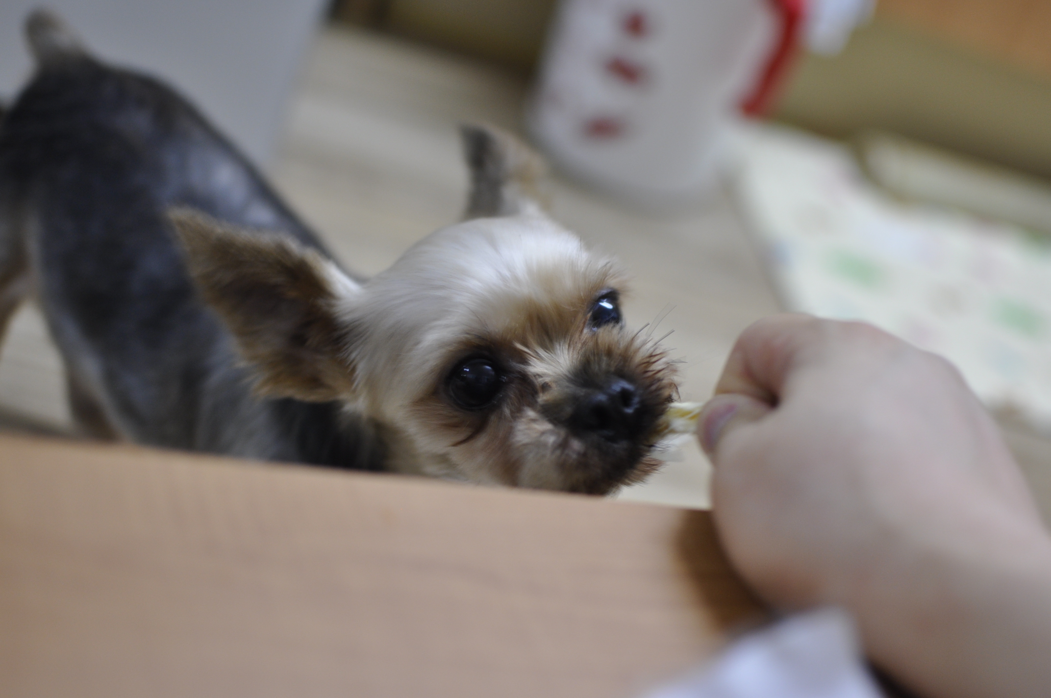 임보일기: 테리에게 집이 생겼어요