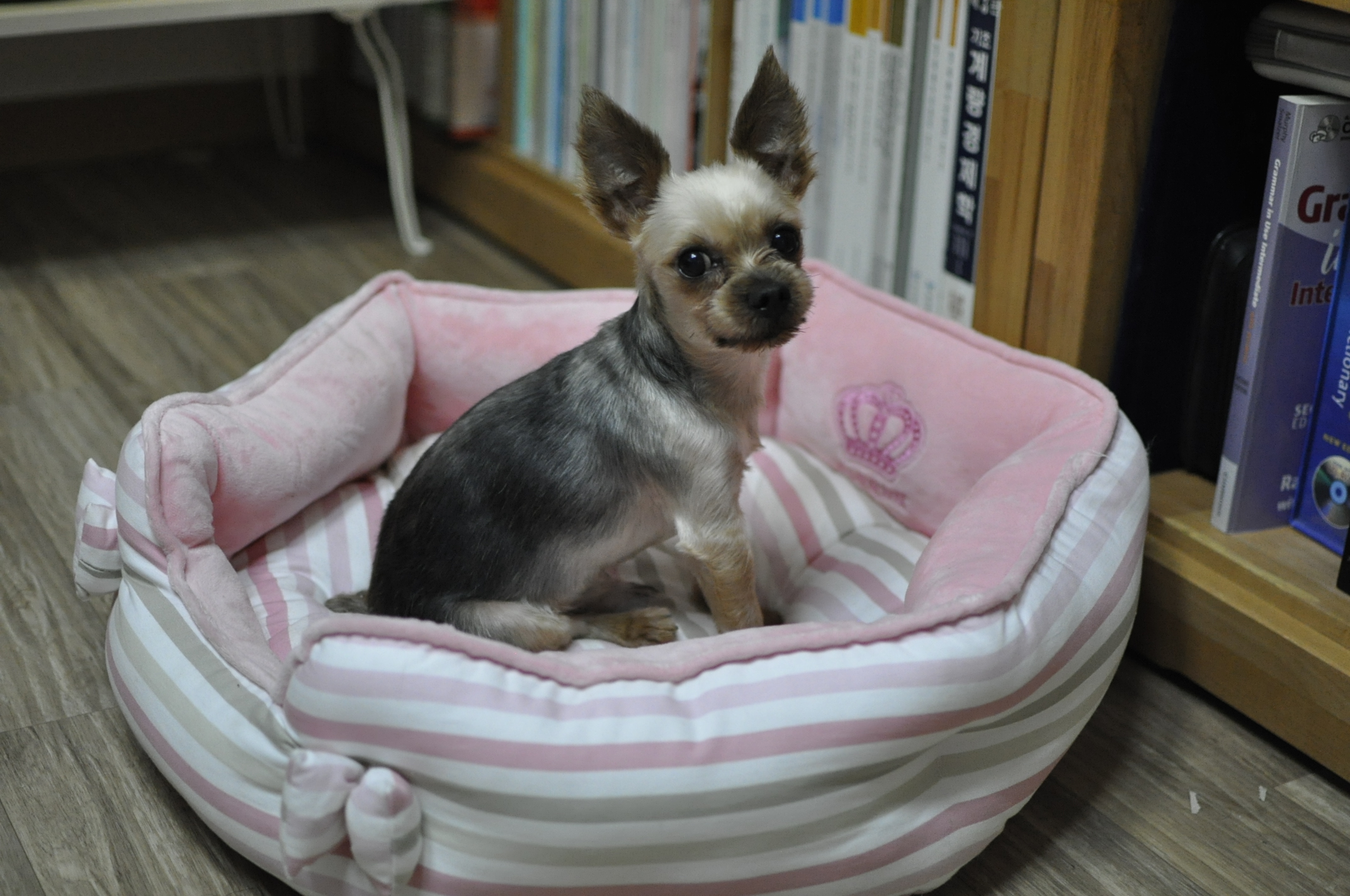 임보일기: 테리에게 집이 생겼어요