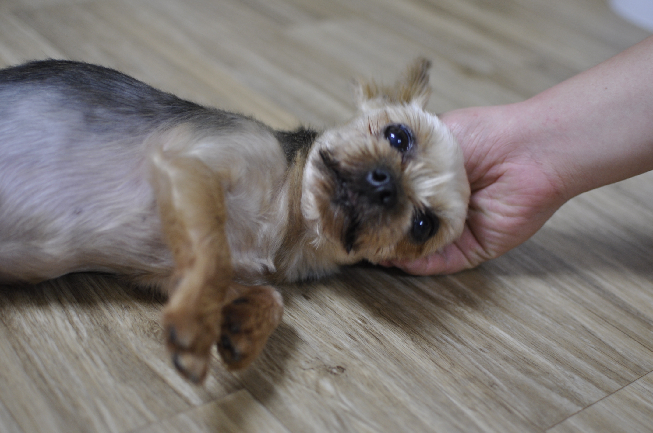임보일기: 테리에게 집이 생겼어요