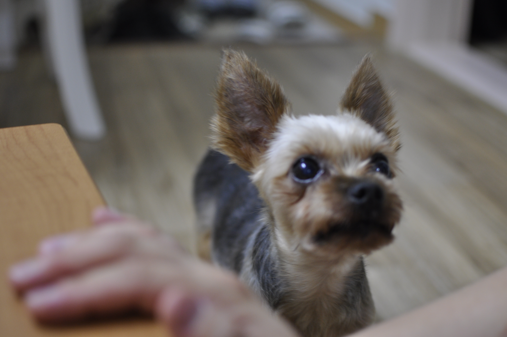 임보일기: 테리에게 집이 생겼어요