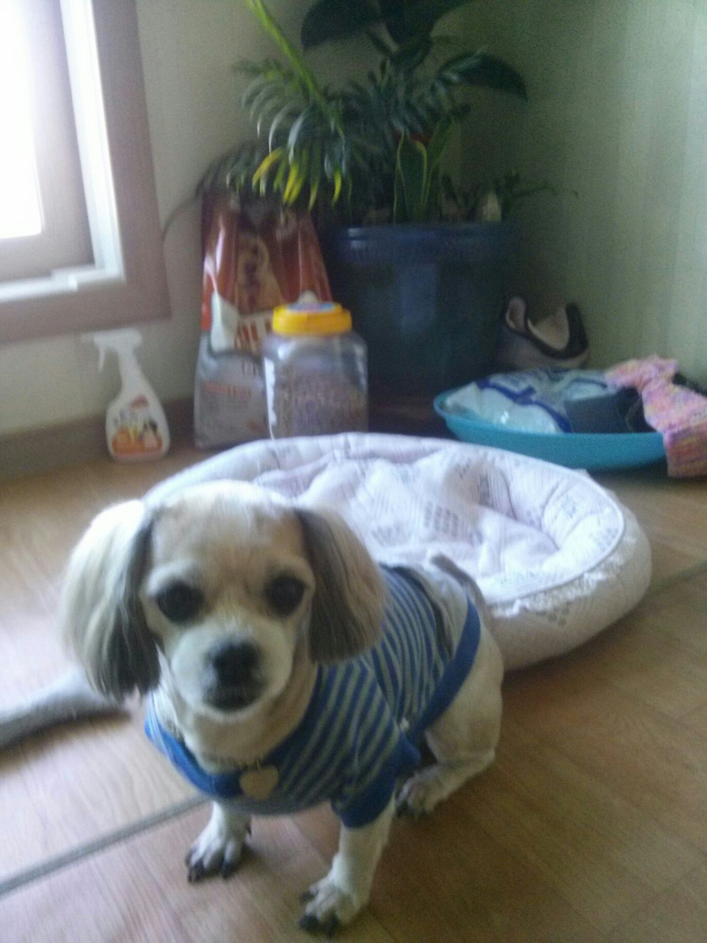 진주로 입양간 진주예요^^