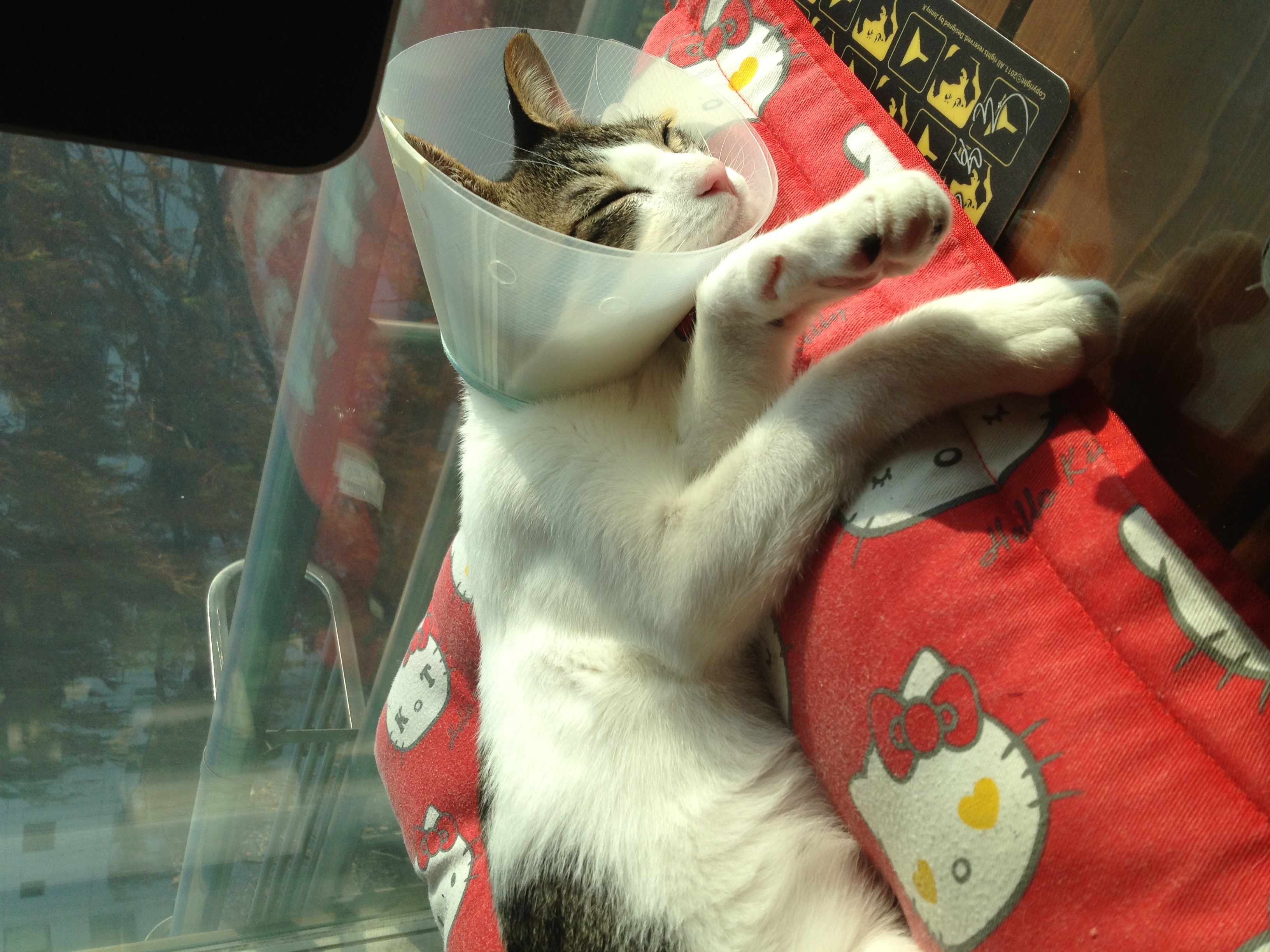 미키 왔어요. 