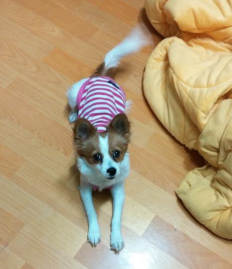 이쁜 콩이 입양후기에요~