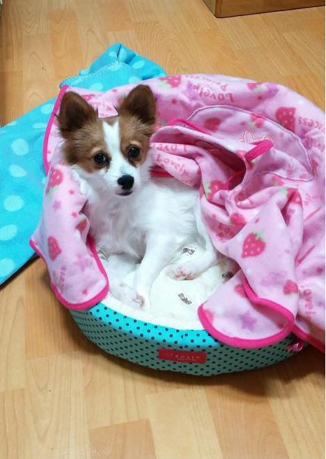 이쁜 콩이 입양후기에요~