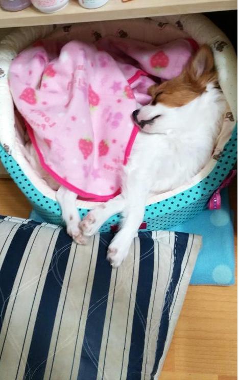 이쁜 콩이 입양후기에요~