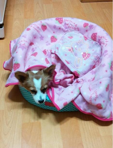 이쁜 콩이 입양후기에요~