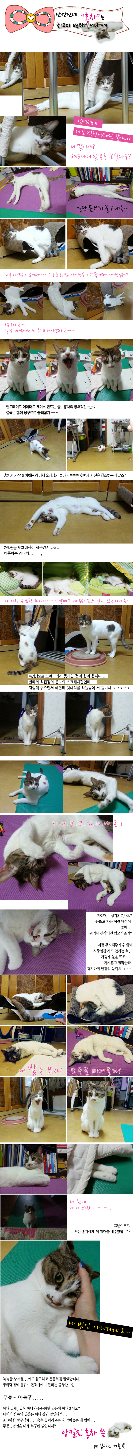 토비의 친남매 한비(장화)와 두비(홍차) ~~ 