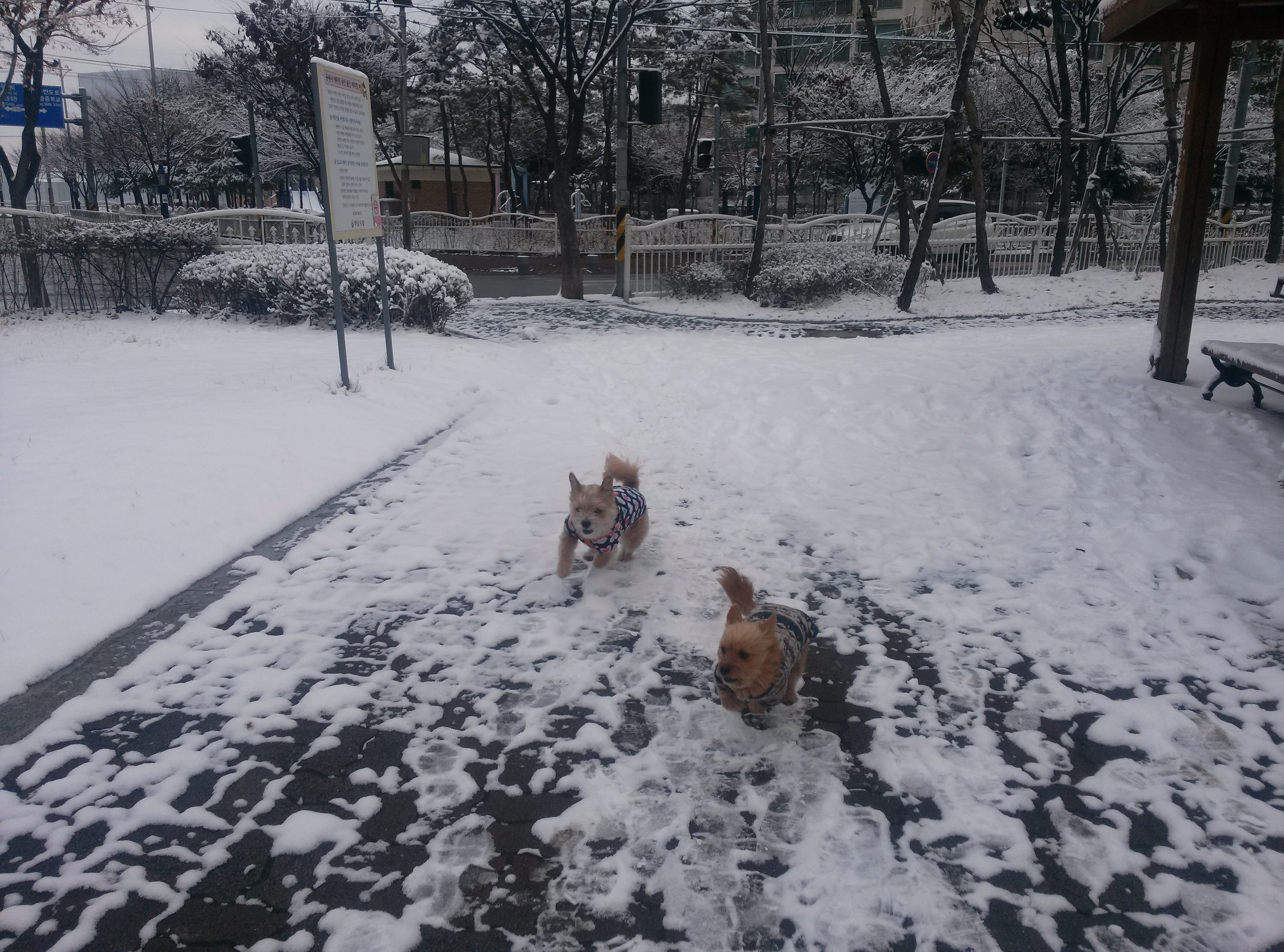 투견과 달리기