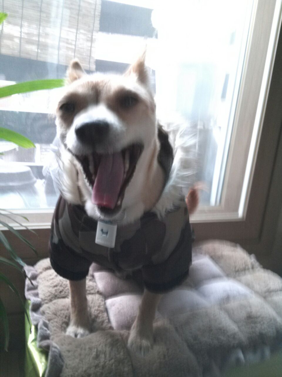 우리공주 하품시리즈