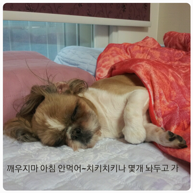 몽이의 일상~~