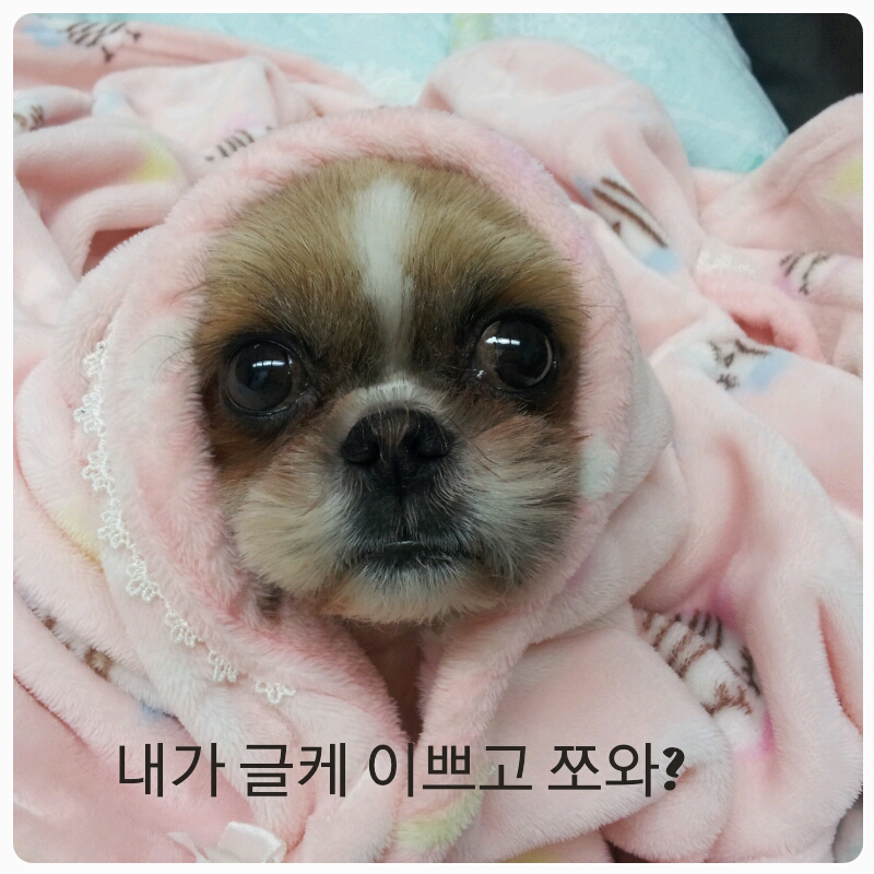 몽이의 일상~~