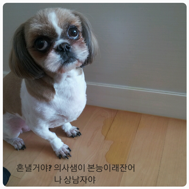 몽이의 일상~~