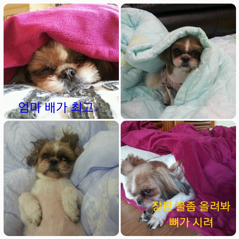 몽이의 일상~~