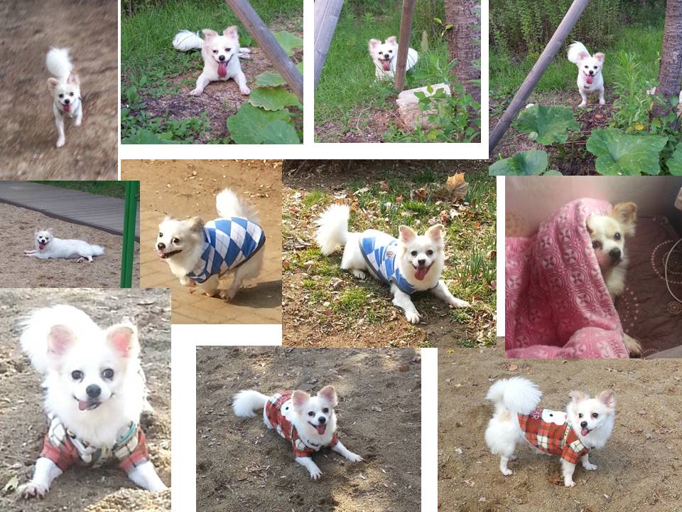 오랫만에 셔리 근황입니다^^