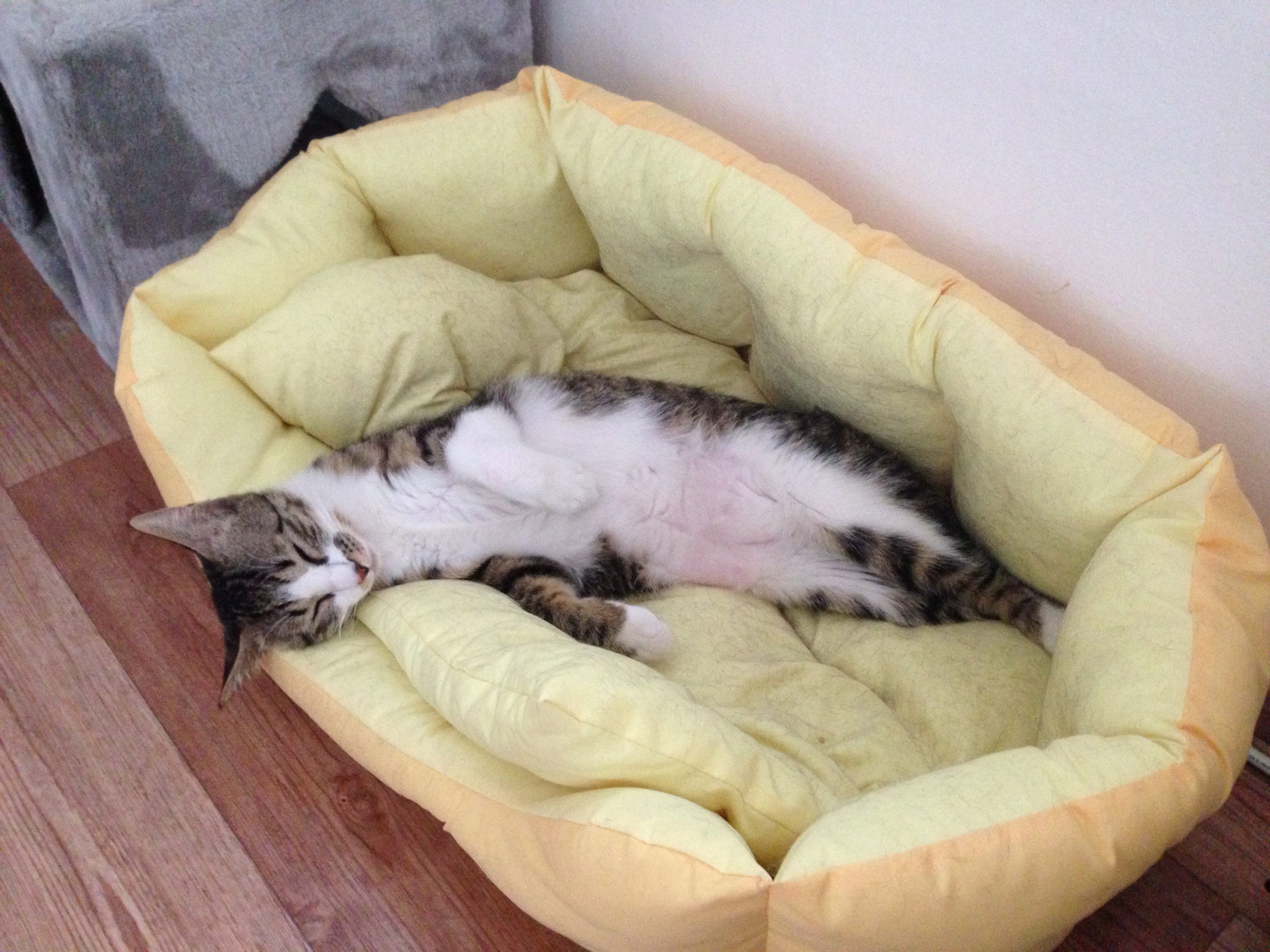호야 잘 지내요
