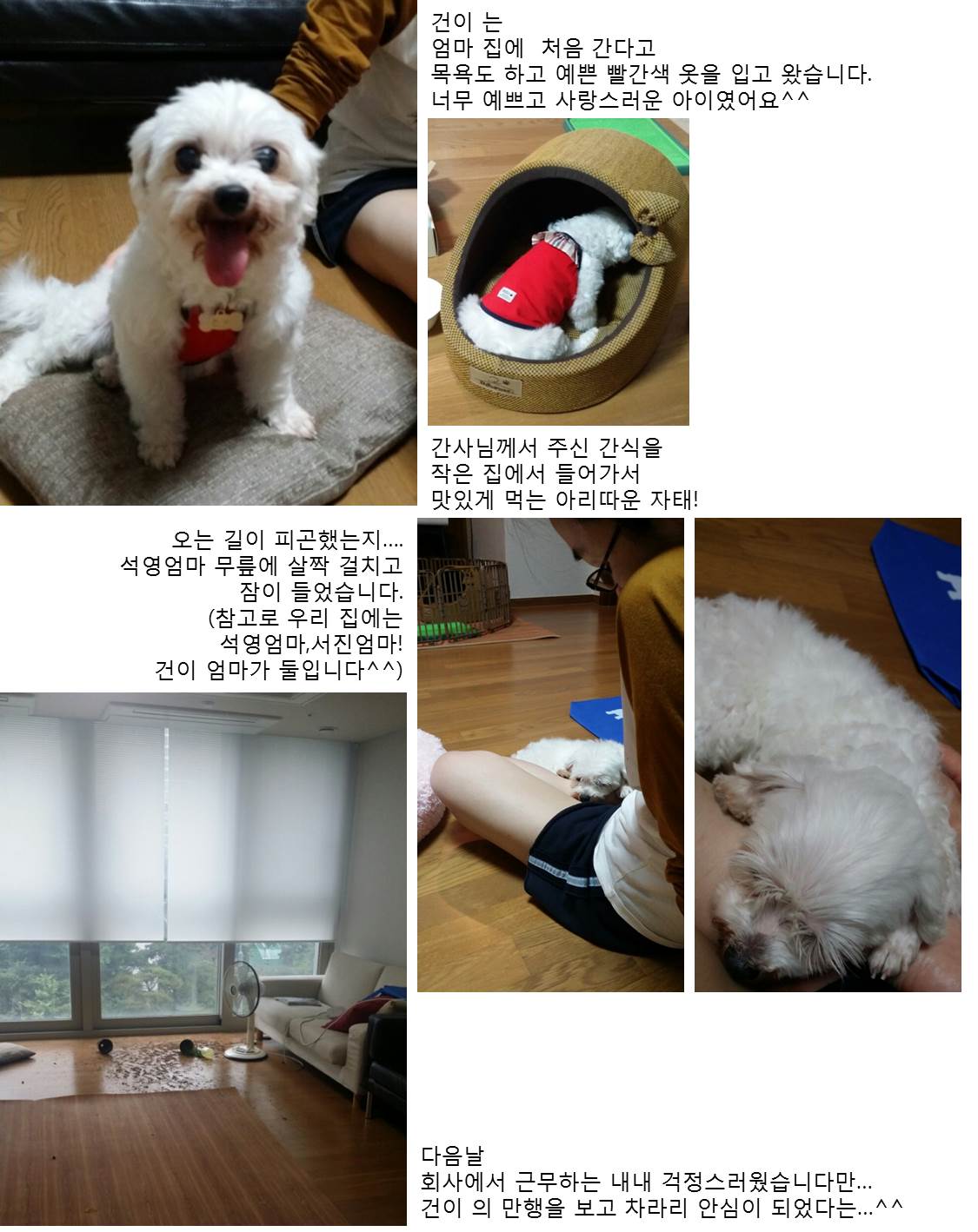 우리집에 온 건이 소식전합니다^^(입양후기)